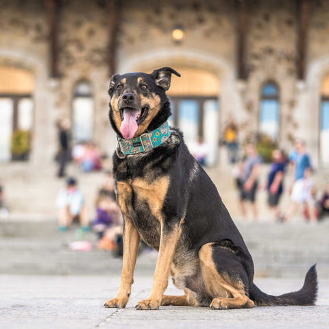 Lucky on Mount Royal wearing the Teal Sugar Skull Collar