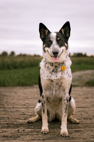 a photograph of a border collie standing on a bridge - photographed by Matt Breton for bigpawshop.ca