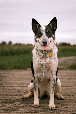 une photographie d'un border collie debout sur un pont - photographiée par Matt Breton pour bigpawshop.ca