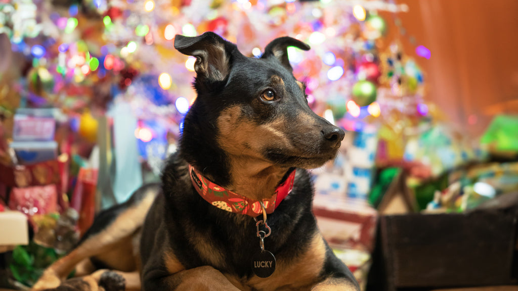 a dog wearing the BigPawShop Ugly Christmas Sweater Dog Collars