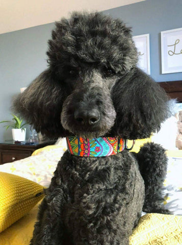 photo d'un caniche noir portant un collier pour chien BigPawShop.ca
