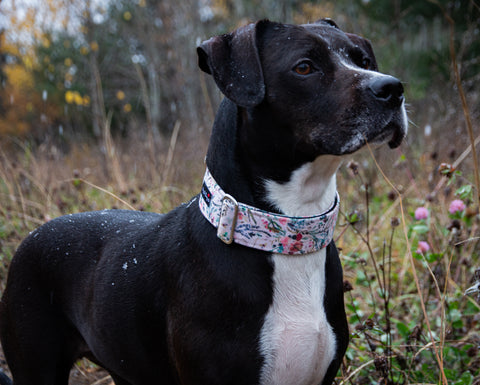a black pitbull mix wearing a floral dog collar from BigPawShop.ca