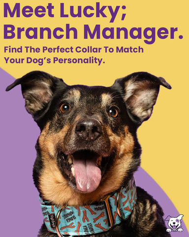 Lucky Wearing The Branch Manager Dog Collar - BigPawShop.ca