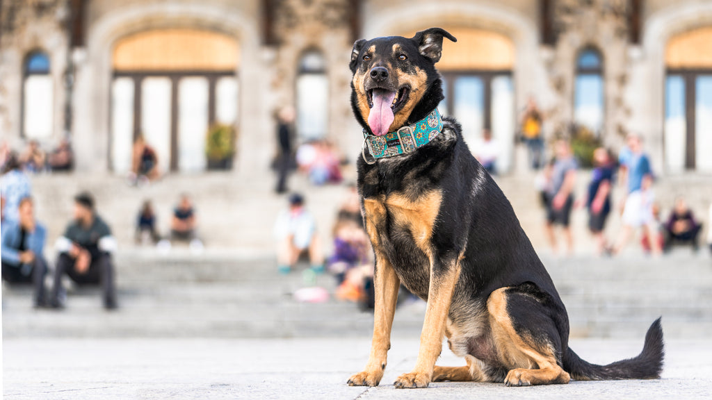 a photo of a dog on Kondiaronk Belvedere, Mount-Royal, montreal, QC. Photograph by BigPawShop.ca