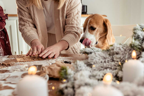 drôle-beagle-chien-assis-à-table-regardant-femme-faire-chien-cookies.