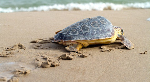 Baby turtle heading towards the sea