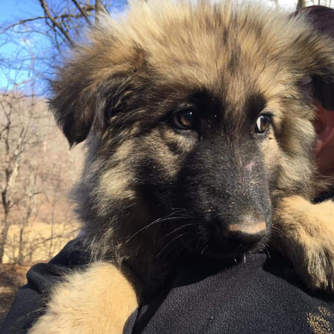 German Shepherd Floyd, VA 