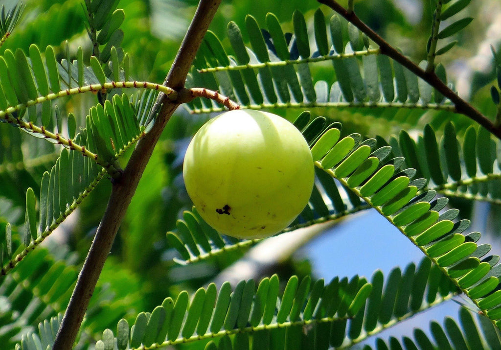 Featured image of post Recipe of Indian Gooseberry Tree Full Amla Tree