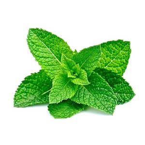 Organic Mint Leaf