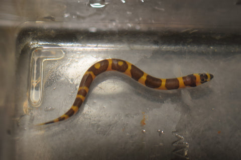 Striped Kuhli Loach