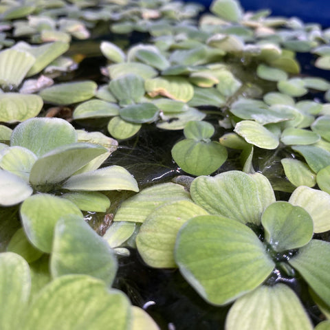 Water Lettuce