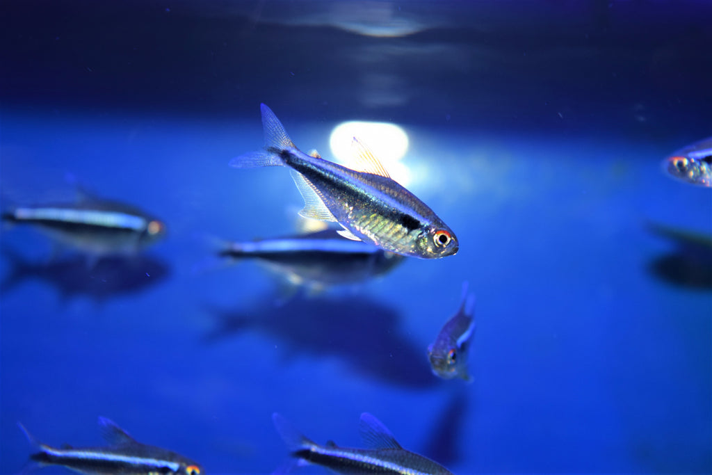 black neon tetra for sale