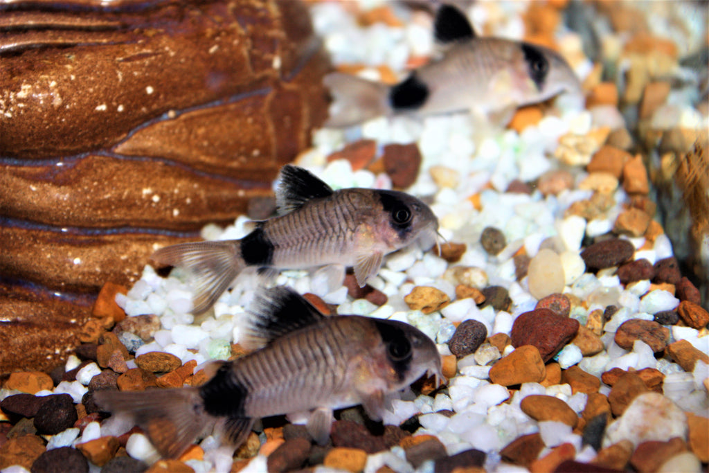 panda cory catfish