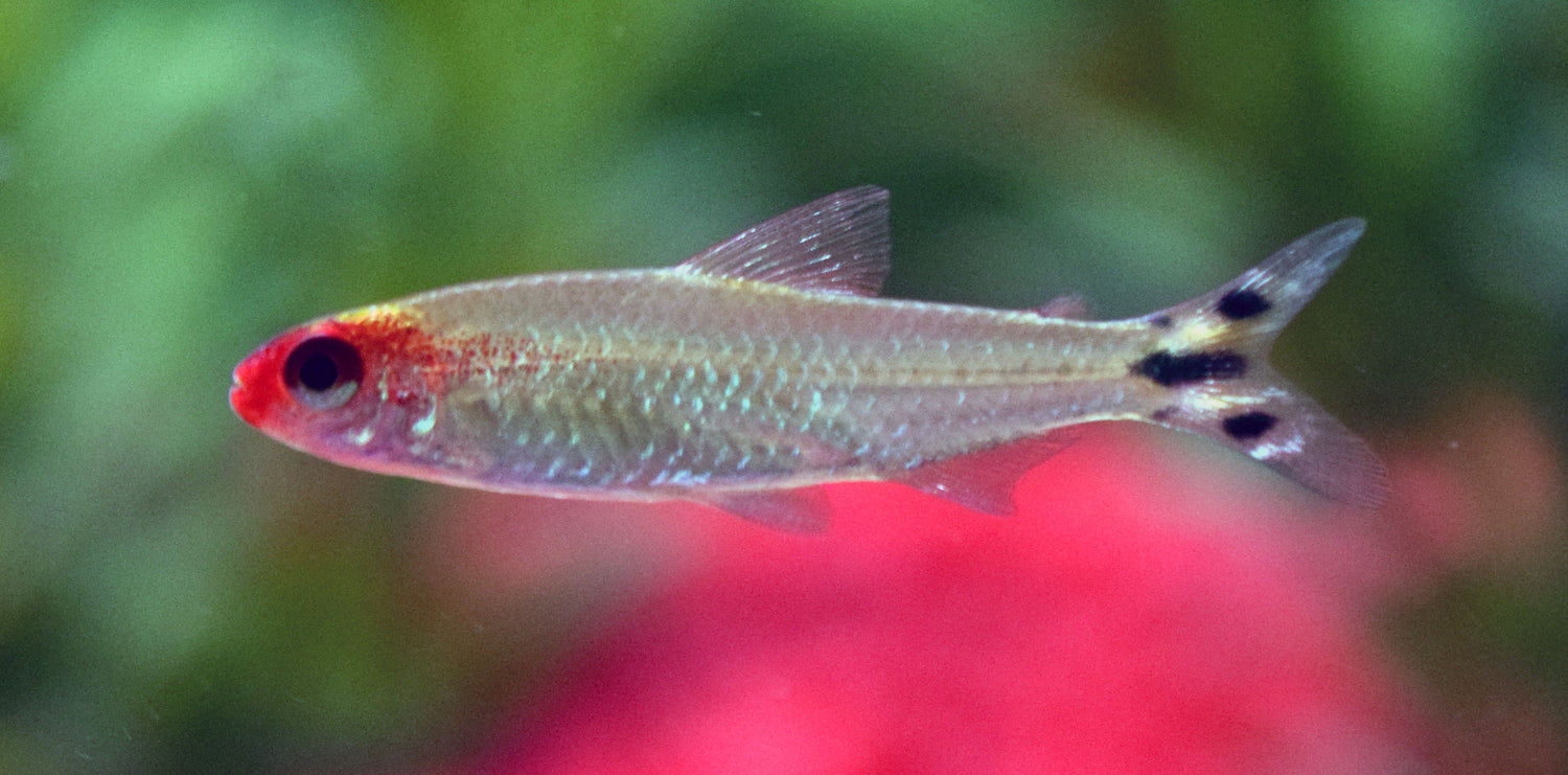 rummynose tetra