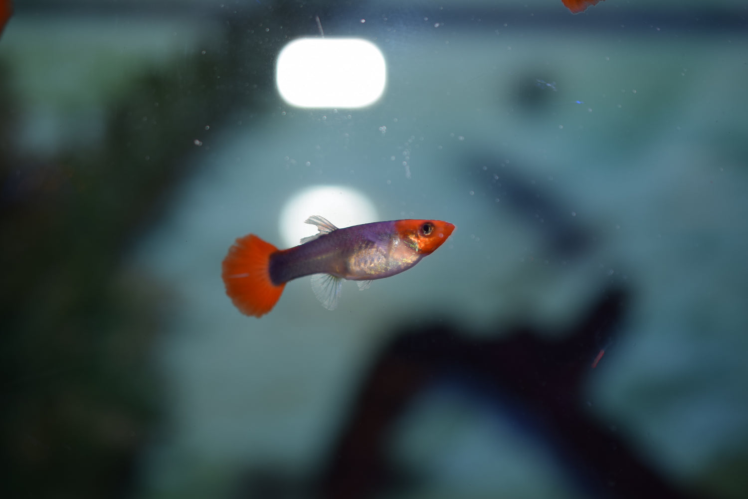 guppy blue koi