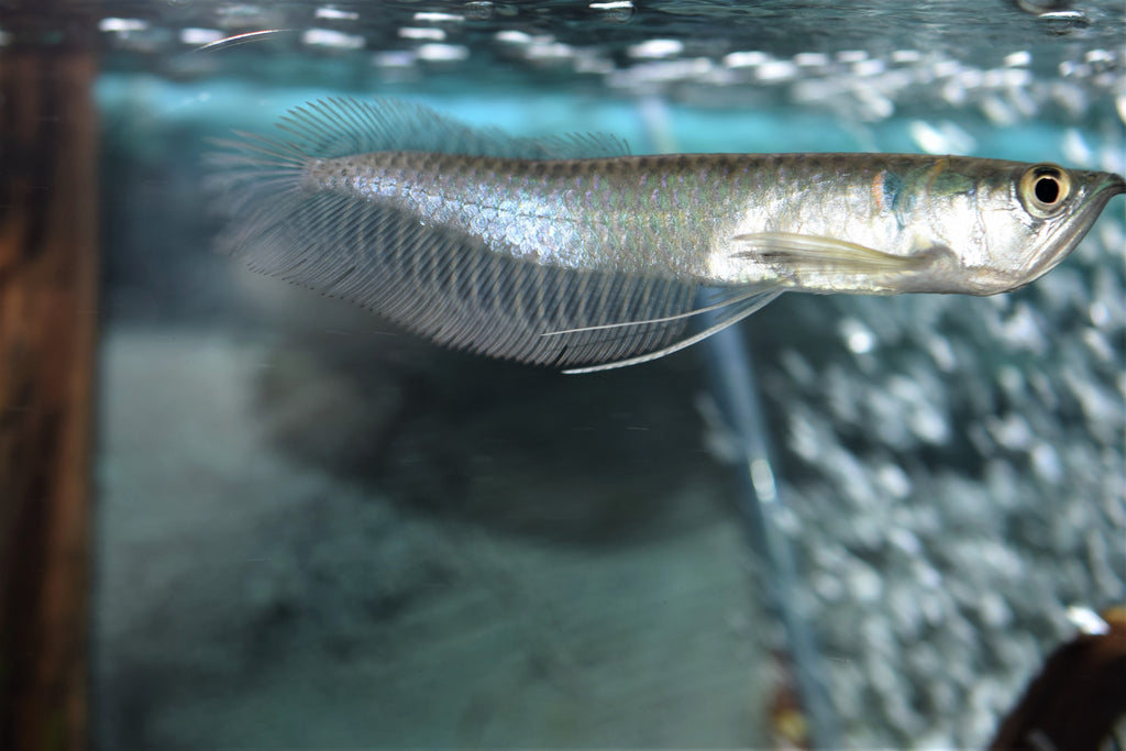 arowana small fish