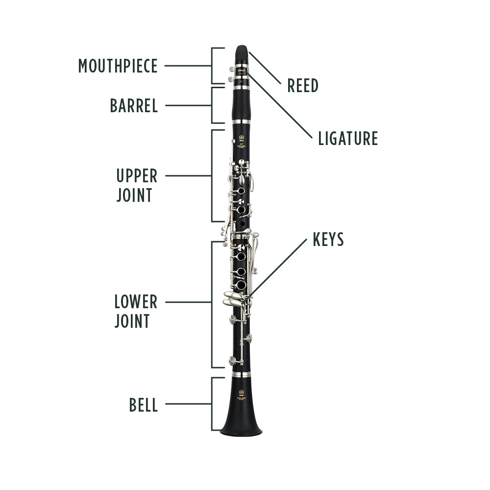 Clarinet Anatomy