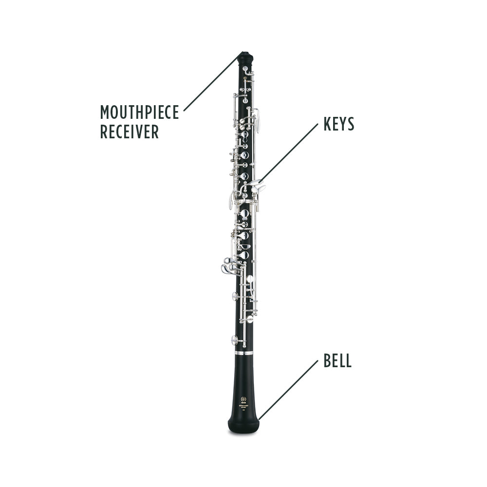 Oboe Anatomy