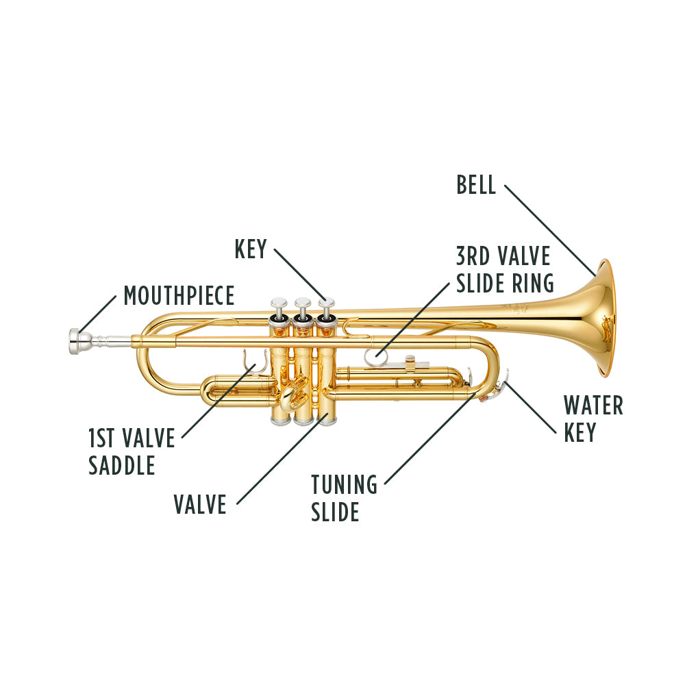 Trumpet Anatomy