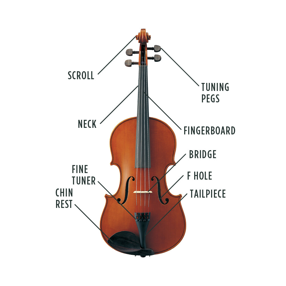 Viola Anatomy