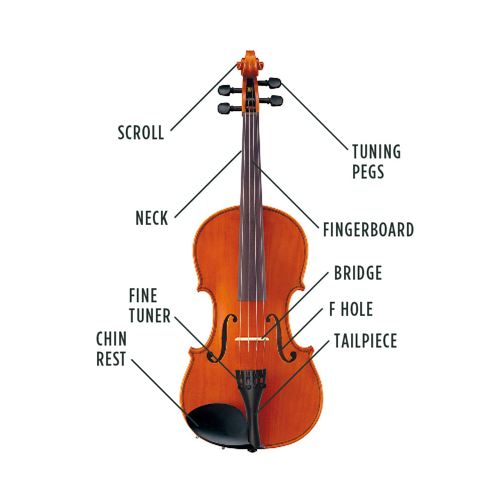 Violin Anatomy