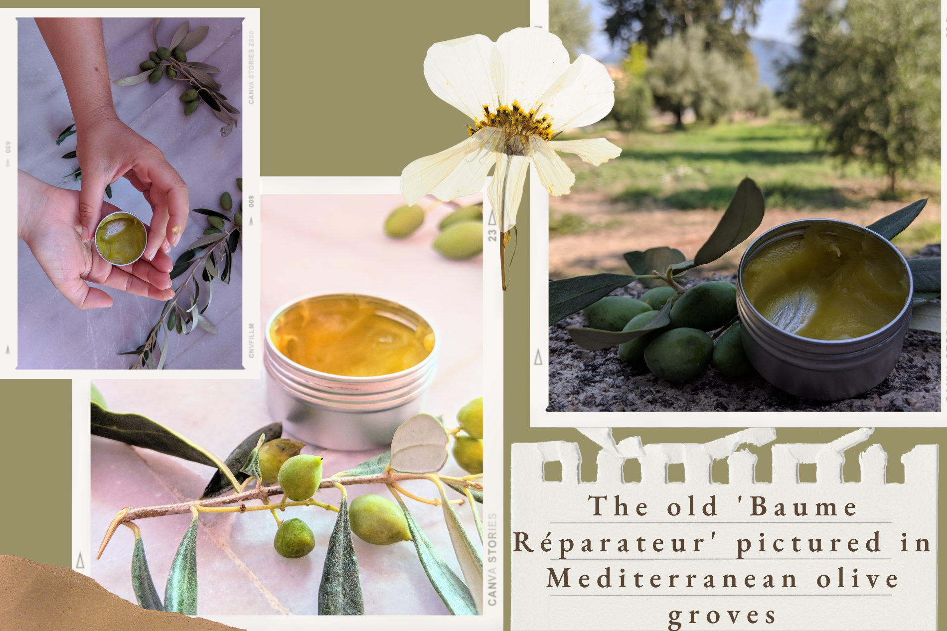 The old 'Baume Réparateur' pictured in Mediterranean olive groves