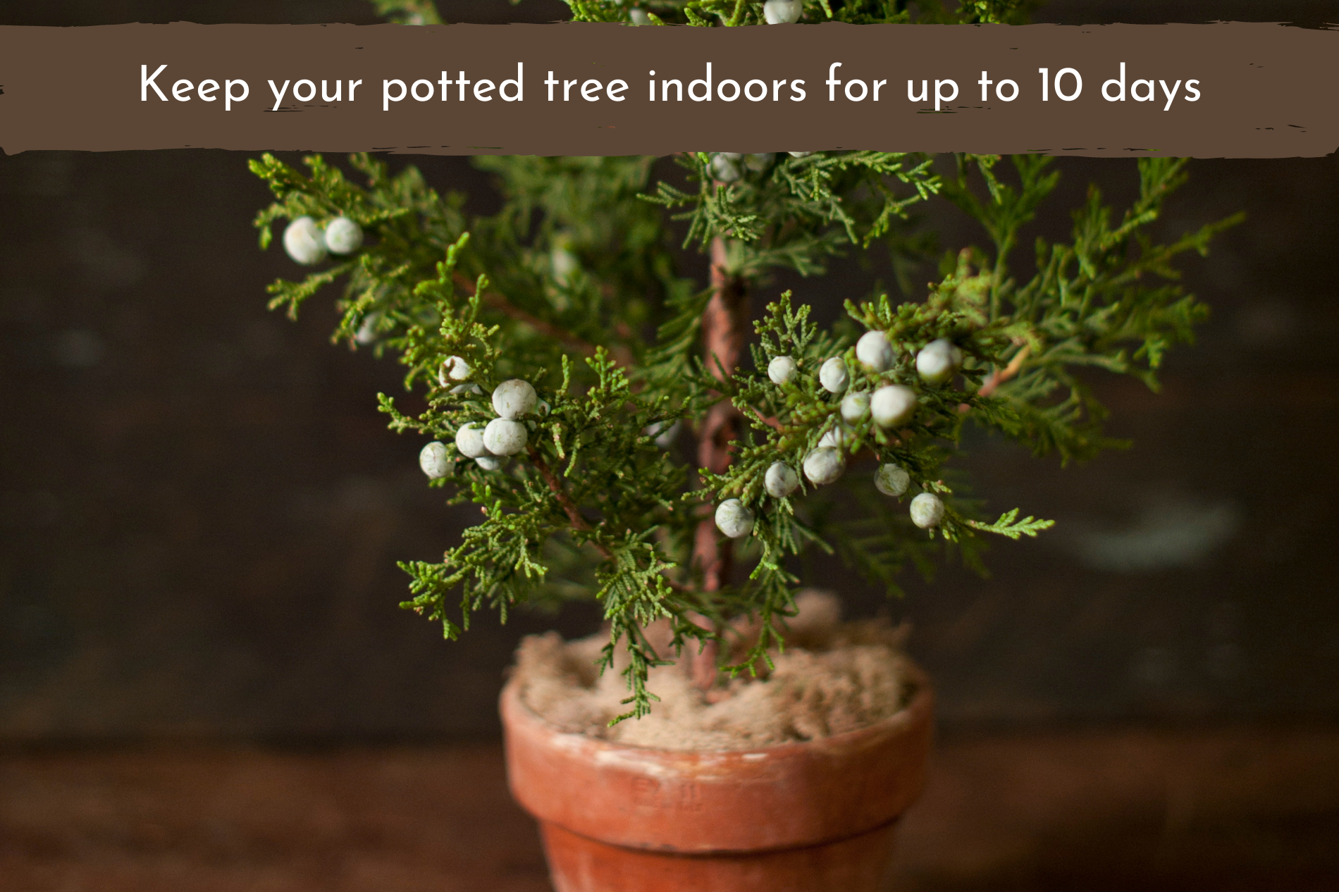 Keep your tree for 10 days inside