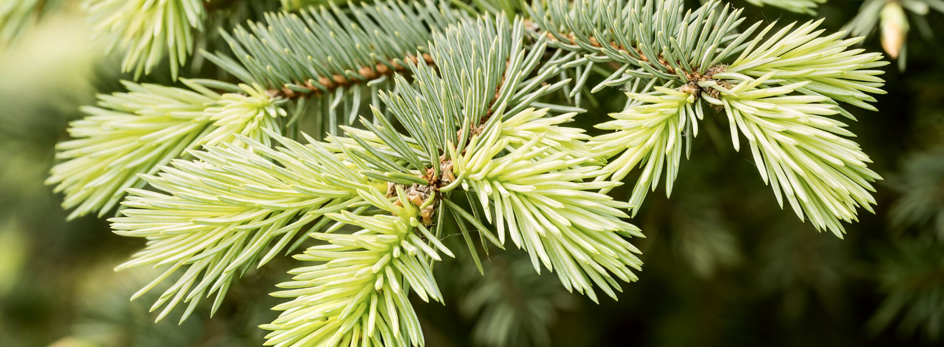 Pine Needles Anatolife Forest to face® Skincare