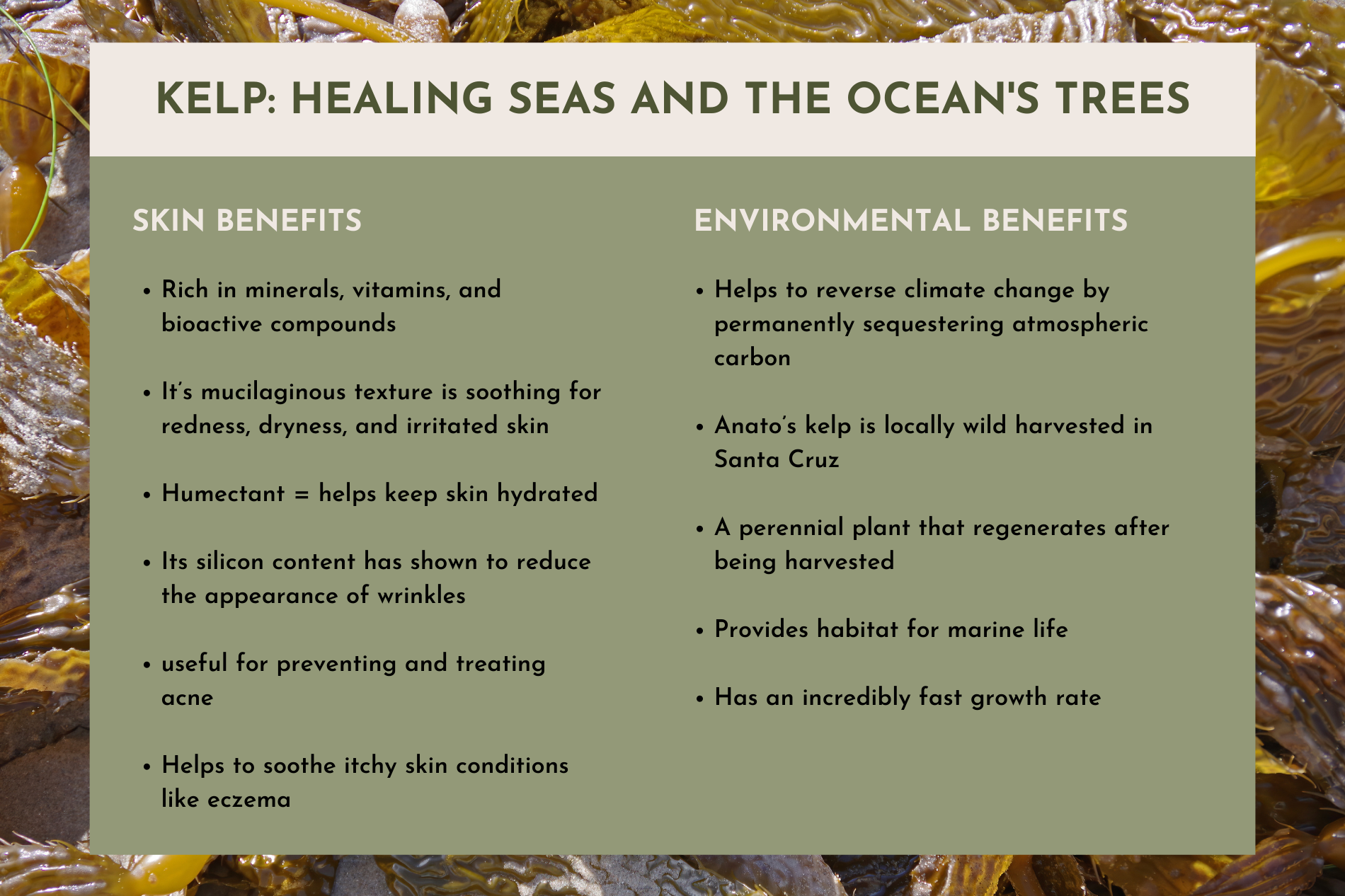 KELP: HEALING SEAS AND THE OCEAN'S TREES health benefits of trees: Rich in minerals, vitamins, and bioactive compounds  It’s mucilaginous texture is soothing for redness, dryness, and irritated skin  Humectant = helps keep skin hydrated  Its silicon content has shown to reduce the appearance of wrinkles  useful for preventing and treating acne  Helps to soothe itchy skin conditions like eczema Helps to reverse climate change by permanently sequestering atmospheric carbon  Anato’s kelp is locally wild harvested in Santa Cruz  A perennial plant that regenerates after being harvested  Provides habitat for marine life  Has an incredibly fast growth rate