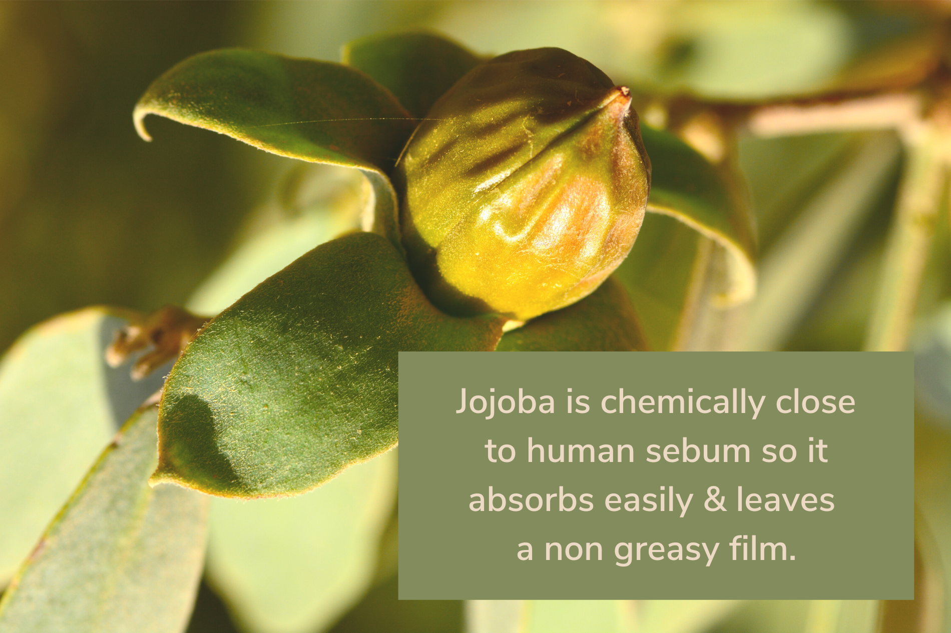 Jojoba is chemically close to human sebum so it absorbs easily & leaves  a non greasy film. - Anato Life Skincare