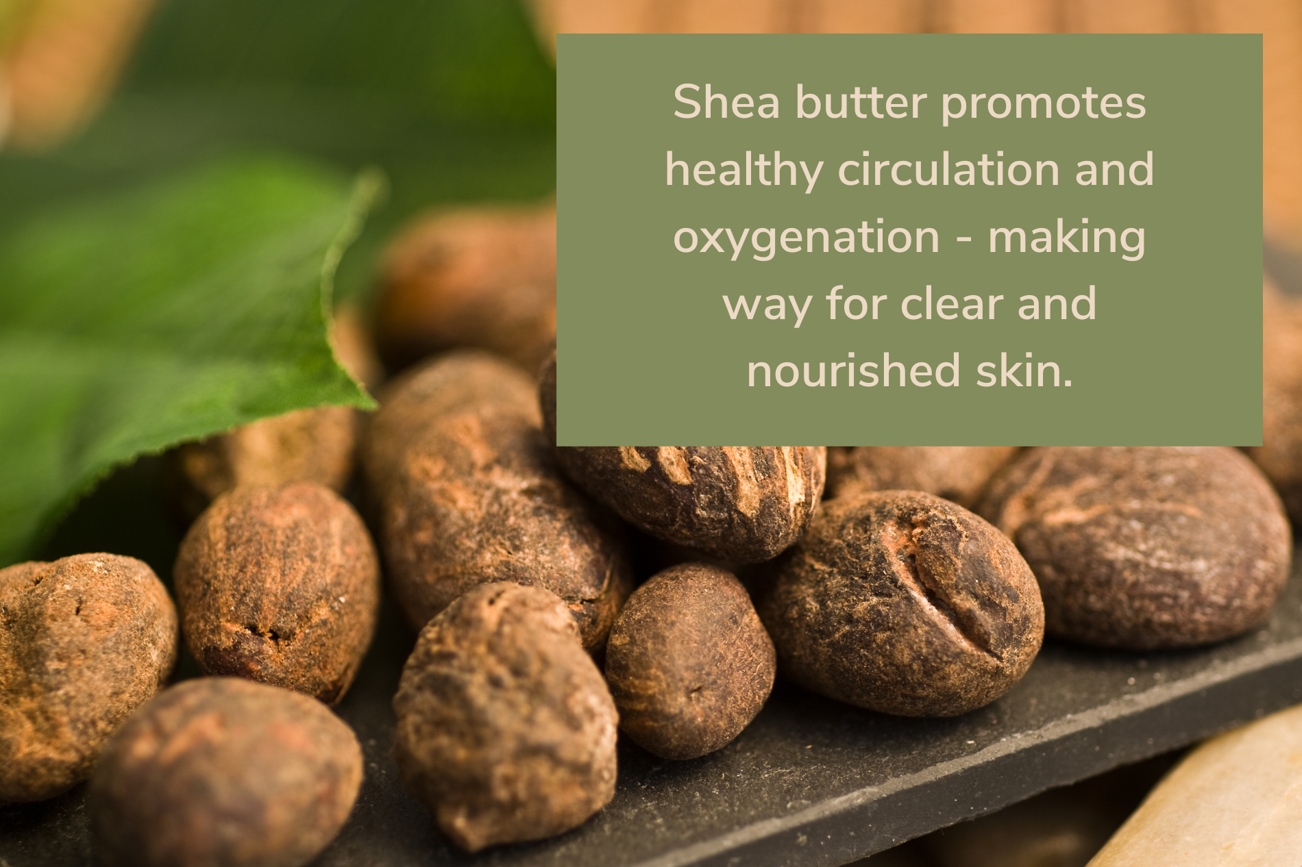 Shea butter promotes healthy circulation and oxygenation - making way for clear and nourished skin. - anato Life Skincare