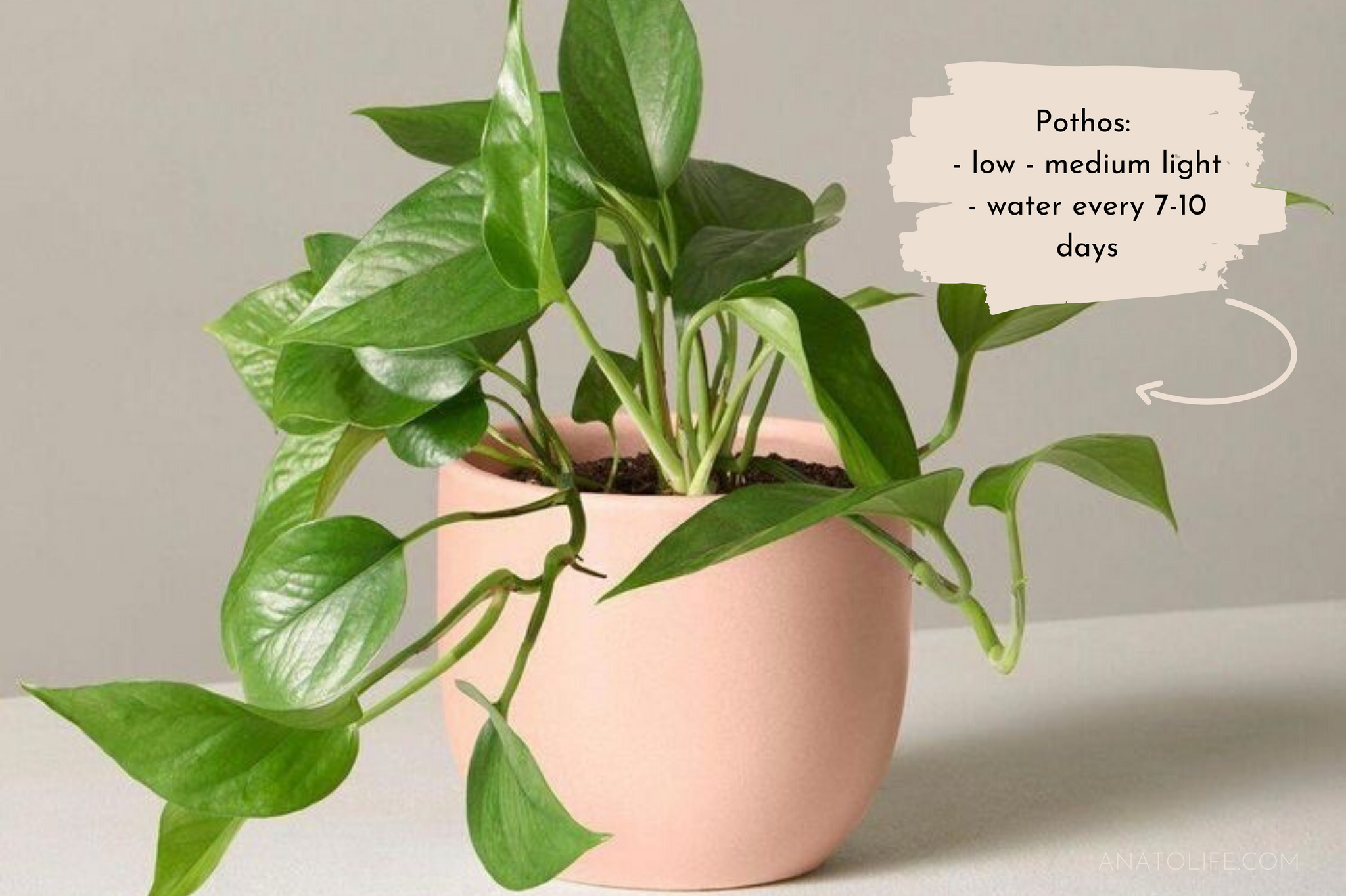 10 Low light house plants | ANATO LIFE regenerative_zero waste skincare from trees