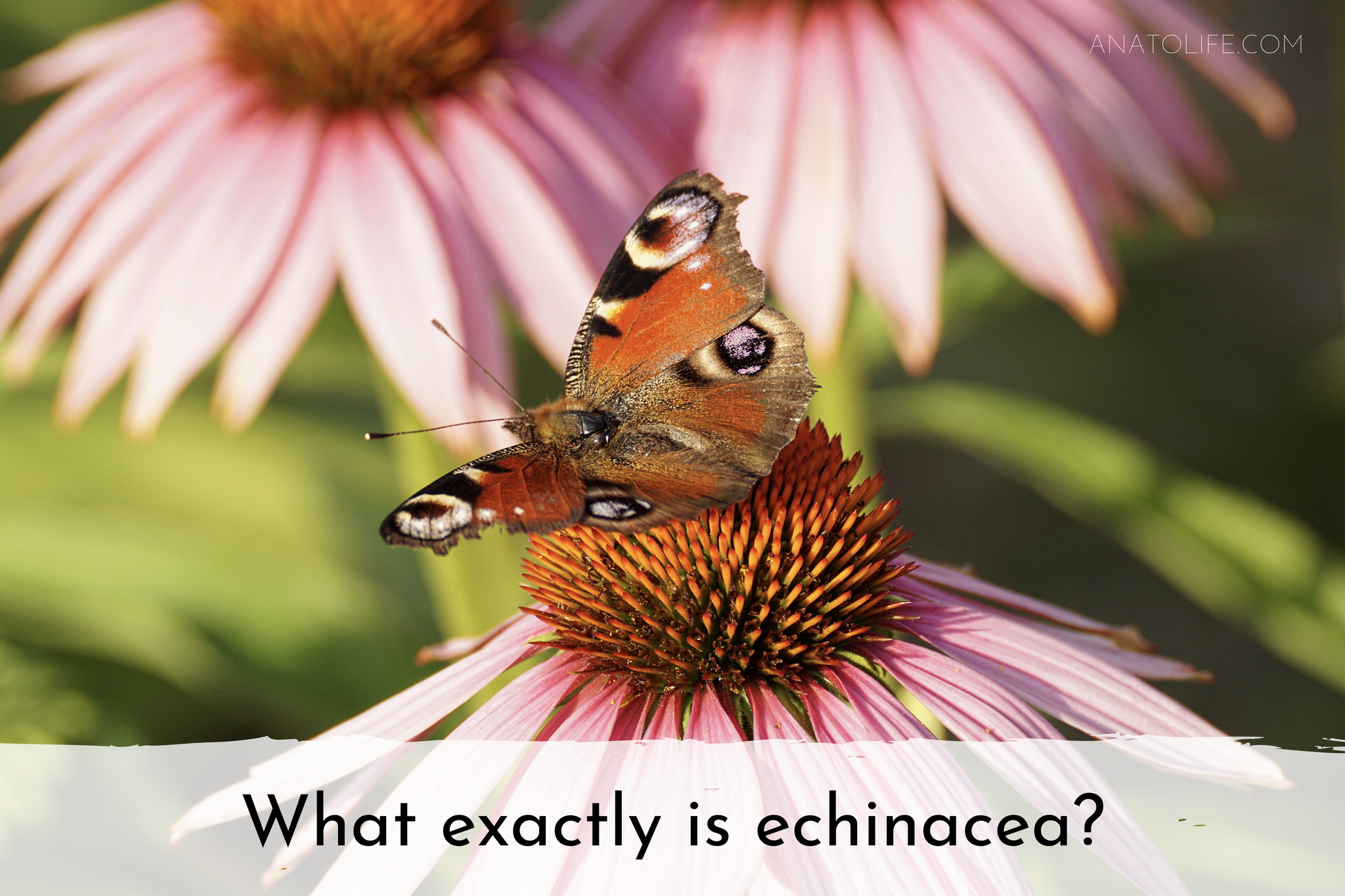What exactly is echinacea?