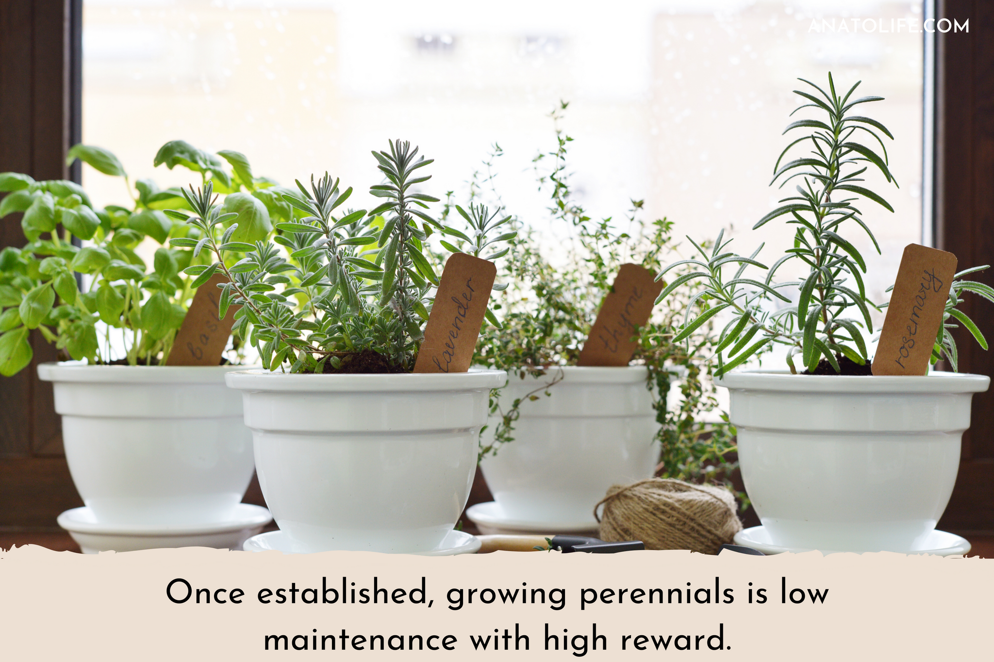 Growing Perennials at home by Anato Regenerative Skincare