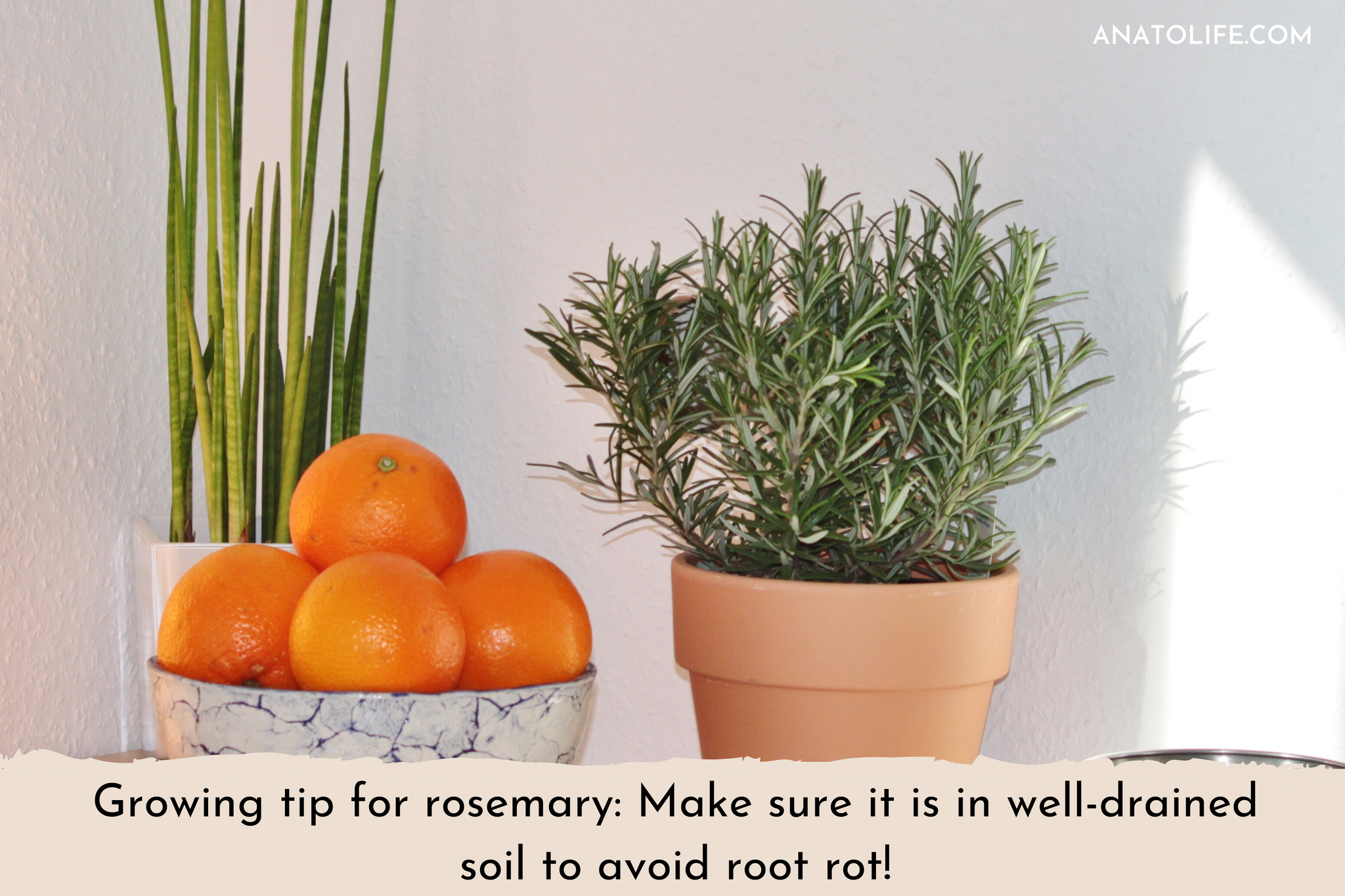Growing Tip For Rosemary