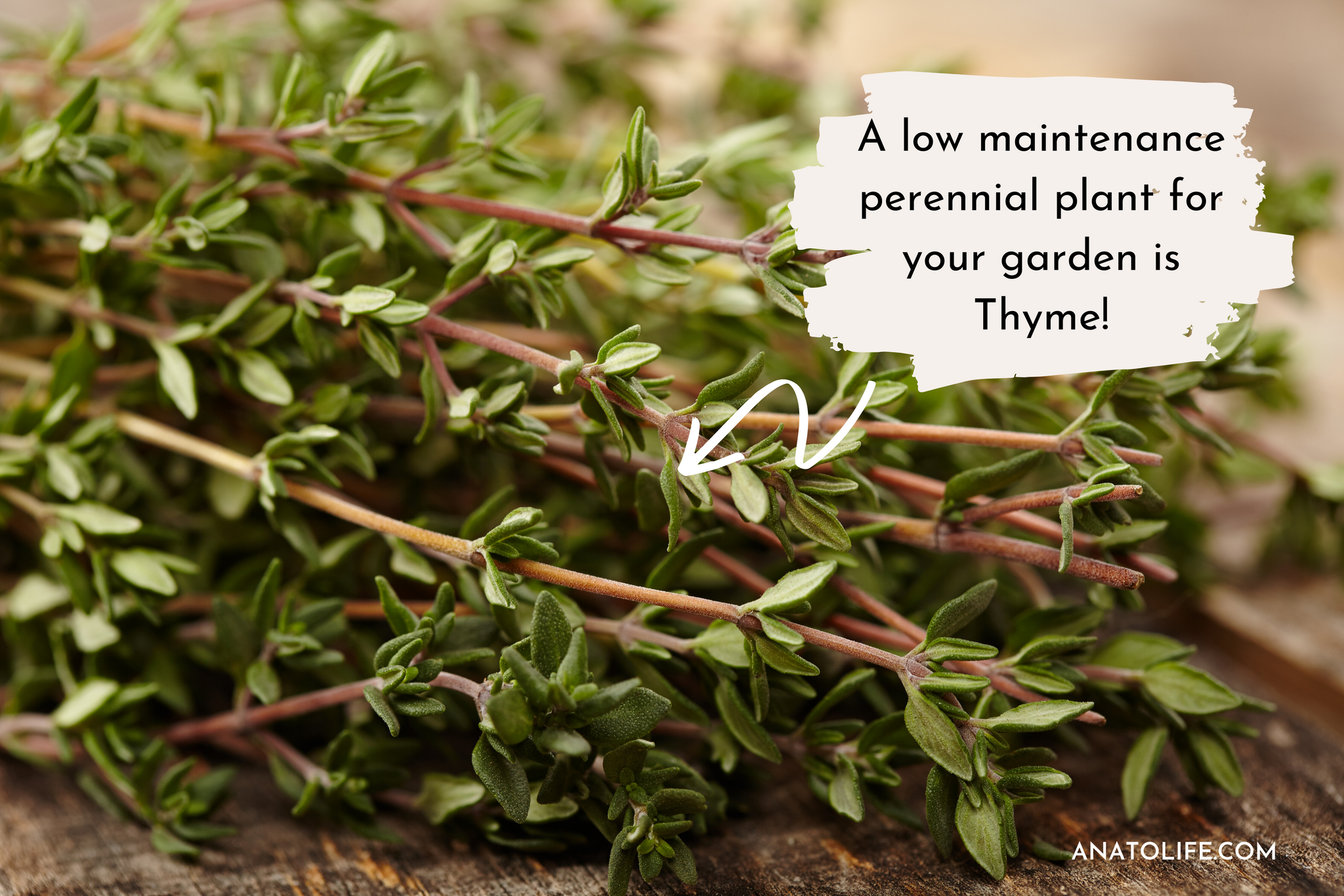 Growing thyme at home