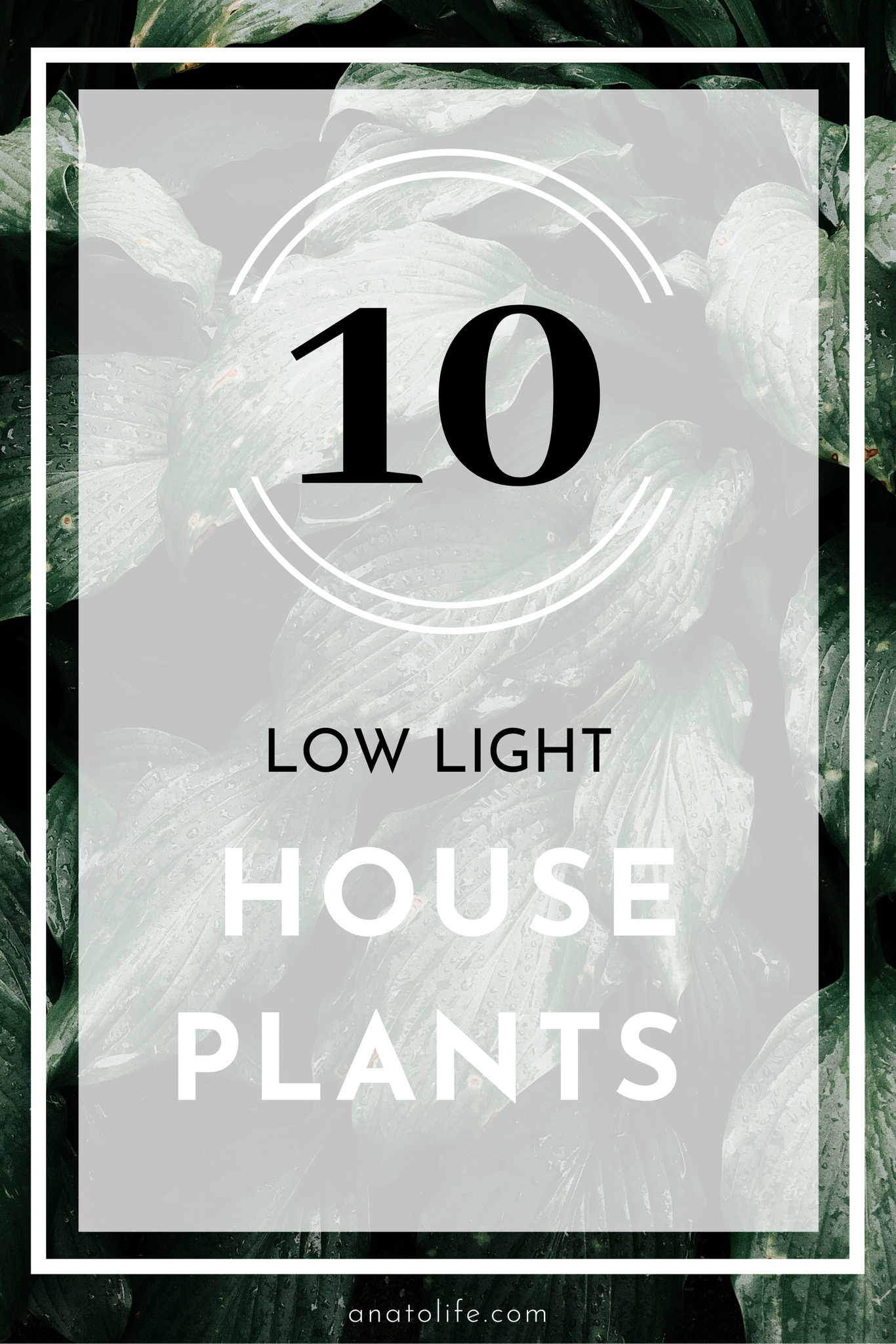 10 Low Light House Plants | ANATO LIFE regenerative_zero waste skincare from trees