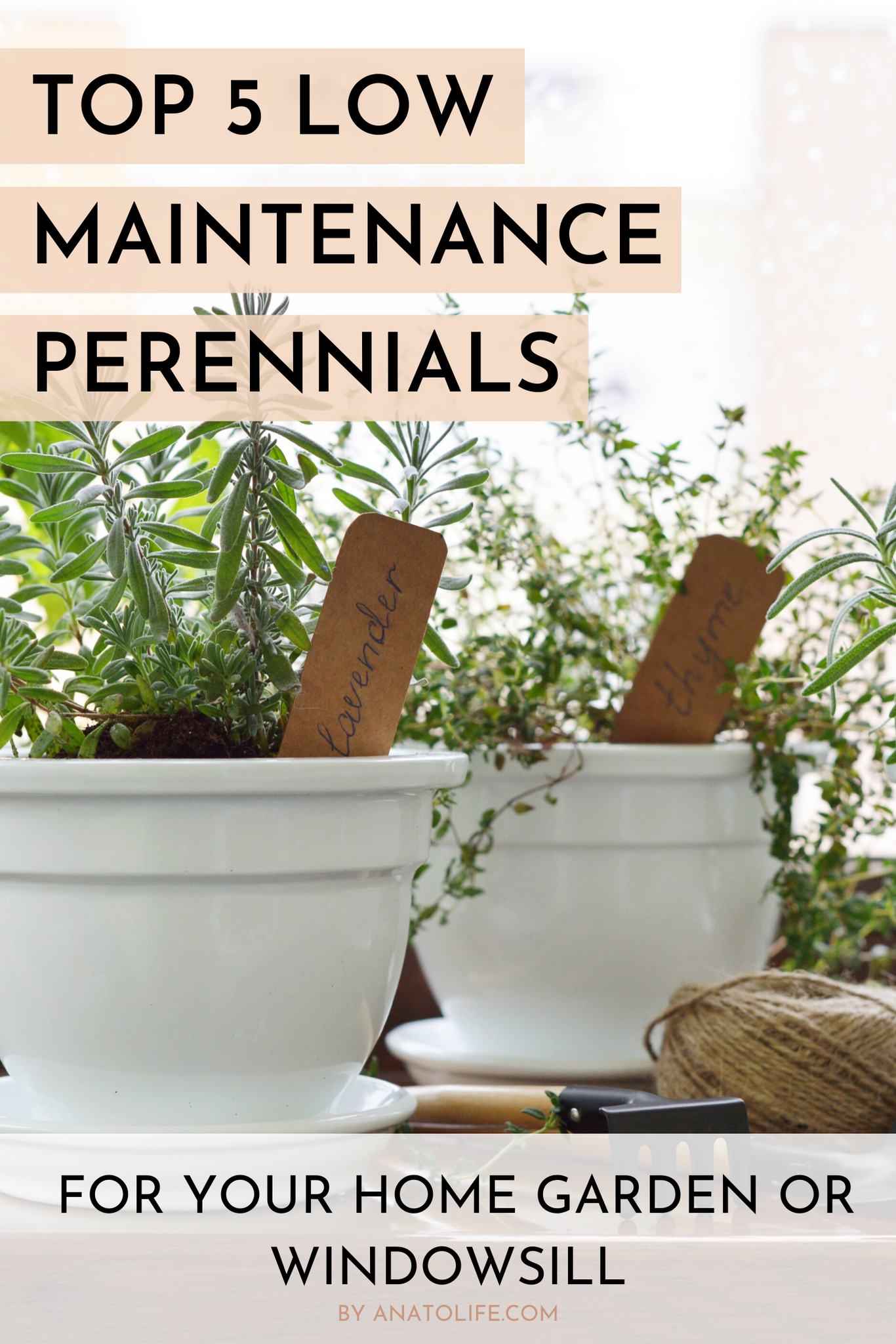 Top 5 Low Maintenance Perennials For Your Home Garden or Windowsill by Anato