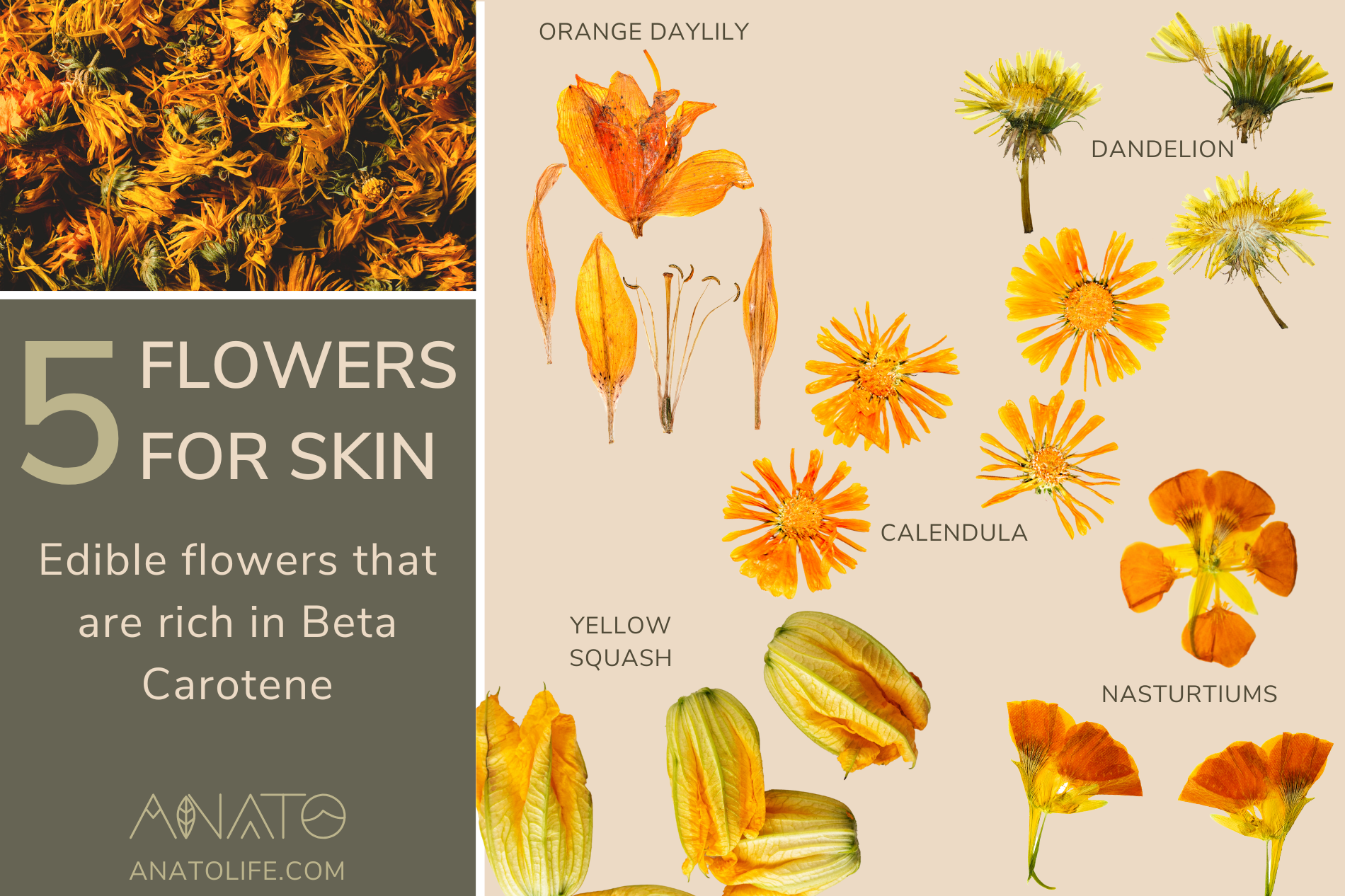 Five Edible flowers that are rich in Beta Carotene