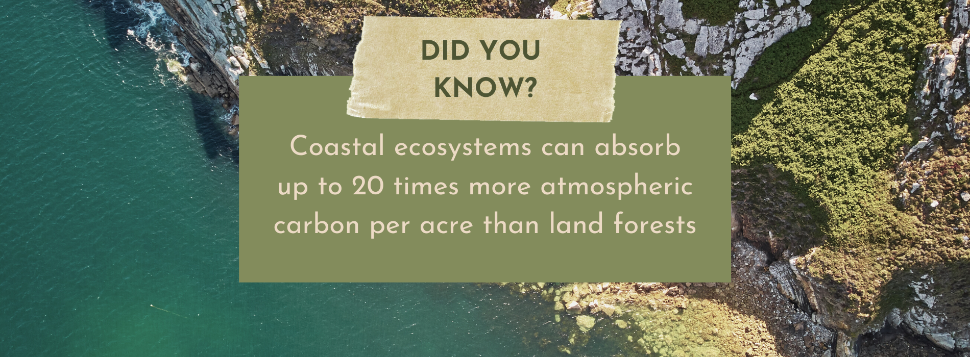 Did you know? Coastal ecosystems can absorb up to 20 times more atmospheric carbon per acre than land forests