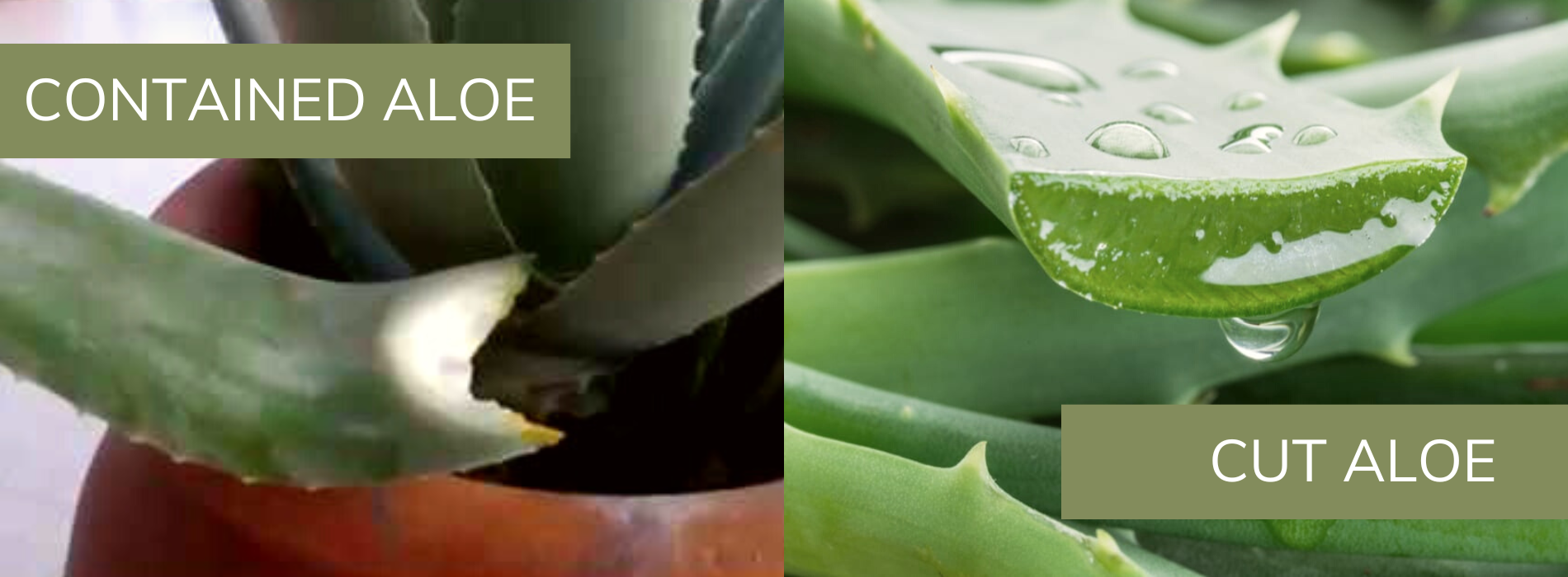 Anato life Aloe Vera Harvesting