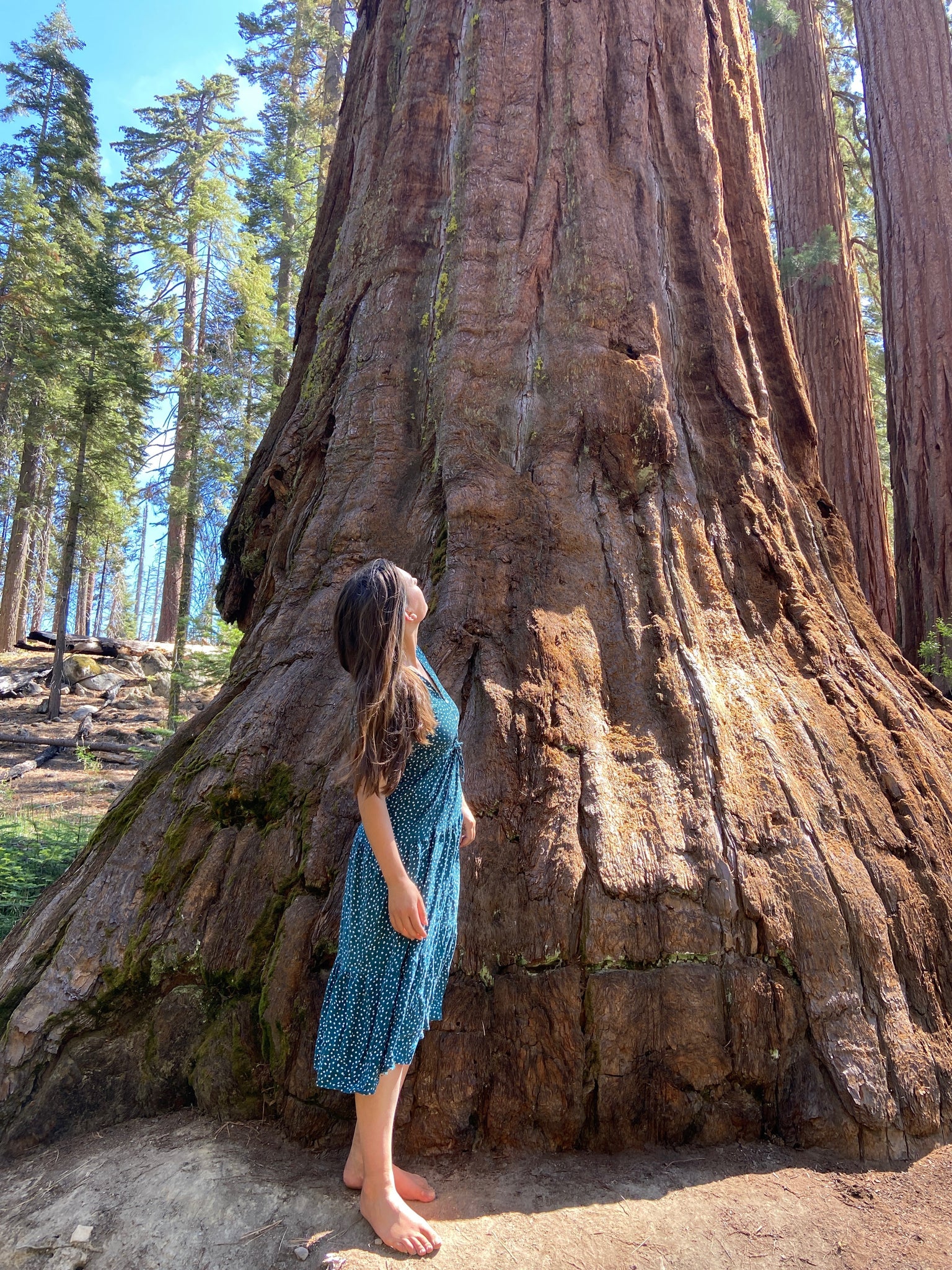 Anato Founder why your health depends on old growth forests