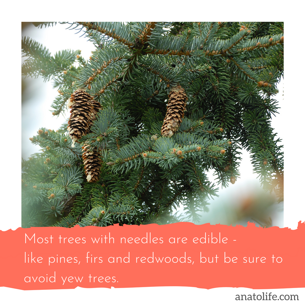 Edible Trees