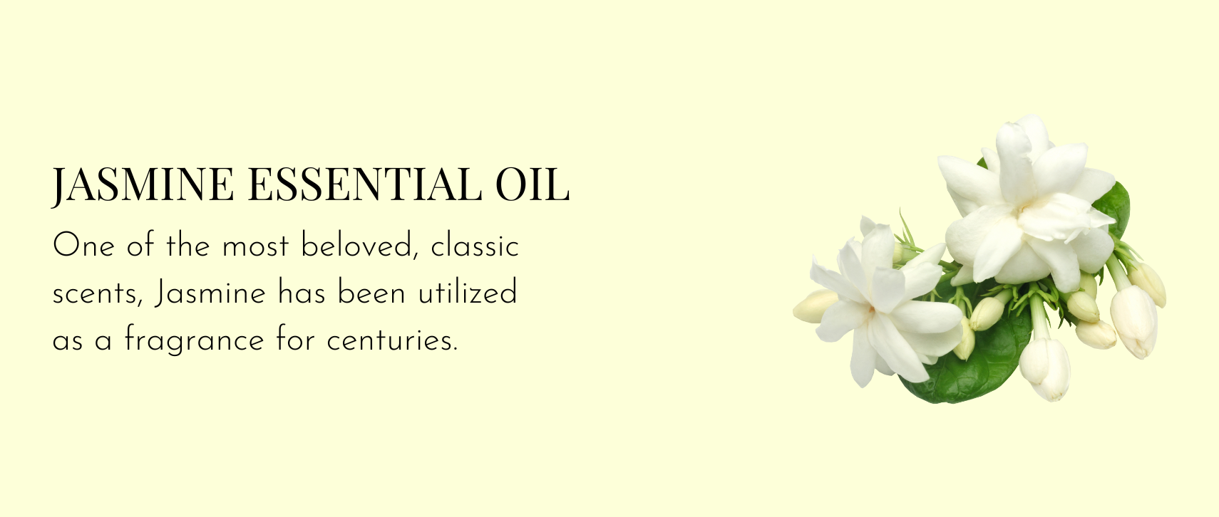 Jasmine Essential Oil – One of the most beloved, classic scents, Jasmine has been utilized as a fragrance for centuries.