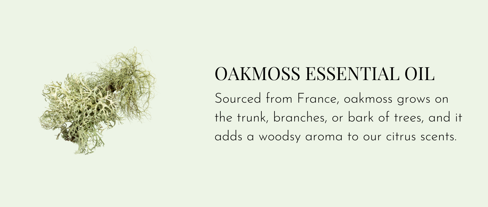 Oakmoss Essential Oil – Sourced from France, oakmoss grows on the trunk, branches, or bark of trees, and it adds a woodsy aroma to our citrus scents.
