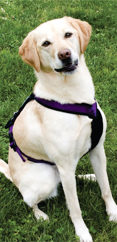 Lucy Treeline Trail Harness