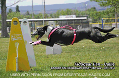 Flyball Harness Bellevue 