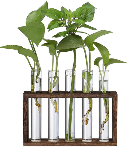 Test-Tube-Plant-Terrarium