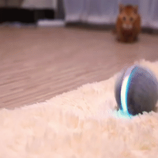 motion dog ball