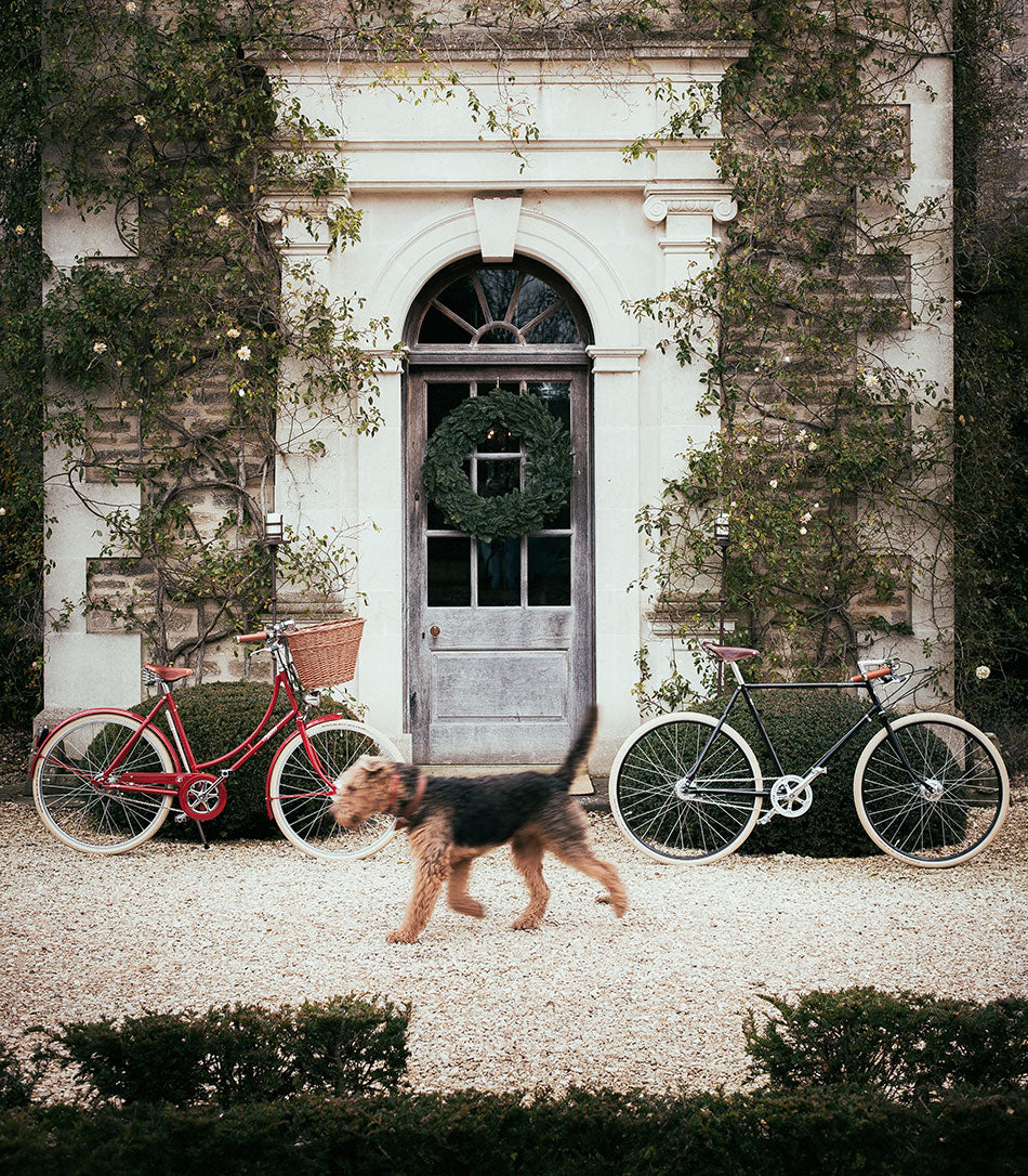 An Airedale Terrier walking past the front door of Euridge Manor with two bikes sitting outside.